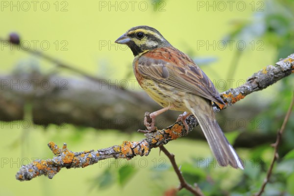 Cirl Bunting (Emberiza cirlus) male perched on a branch, Andalusia, Spain