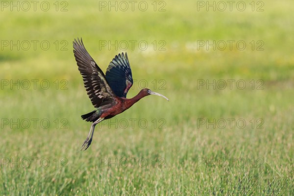 Glossy Ibis (Plegadis falcinellus) flying, Lesvos, Greece