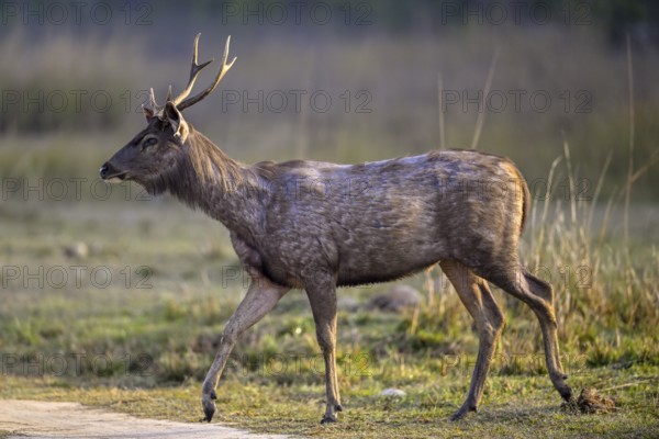 Sambar or horse deer (Cervus unicolor), Corbett National Park, near Ramnagar, Uttarakhand State,