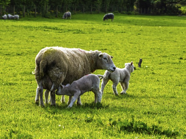 Sheep and farm in Lake District National Park, Coniston Water, Cumbria, England, United Kingdom