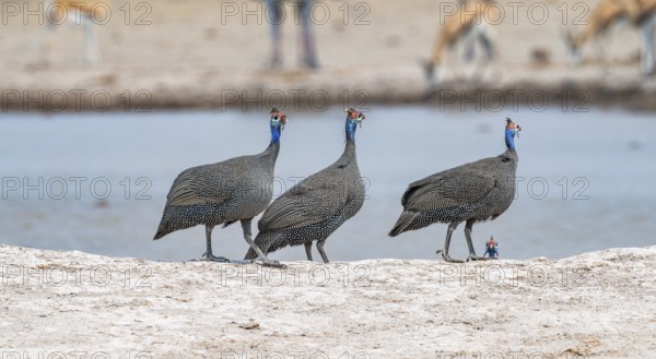 Helmeted guinea fowl (Numida meleagris), three animals at the waterhole, Nxai Pan National Park,