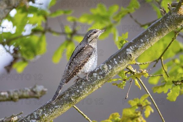 Eurasian wryneck (Jynx torquilla) Germany