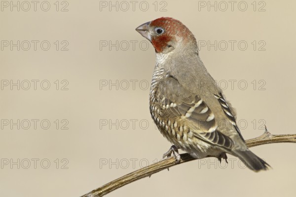 Red-headed Finch (Amadina erythrocephala), Northern Cape, Kgalagadi Transfrontier Park, South