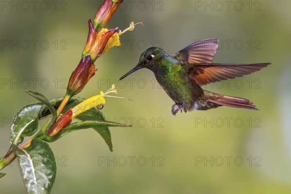 Brazilian Ruby (Clytolaema rubricauda) flying and feeding at a flower in the Atlantic rainforest of