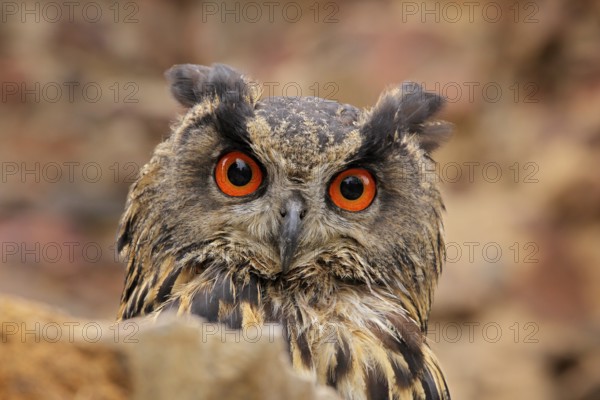 Eurasian Eagle Owl, Bubo Bubo, sitting on the tree branch, wildlife photo in the forest with orange