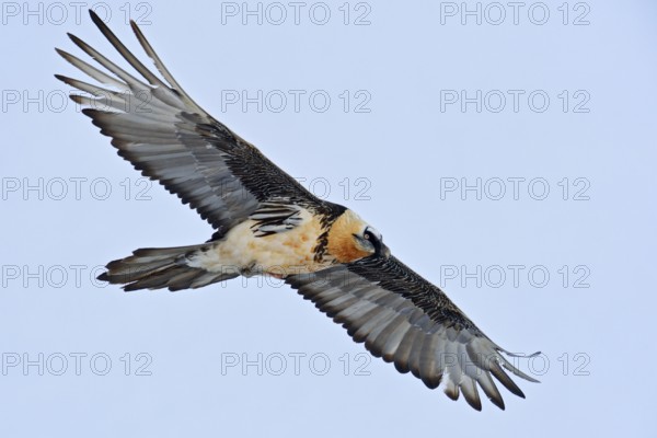 Bearded Vulture (Gypaetus barbatus) flying, Valais, Switzerland
