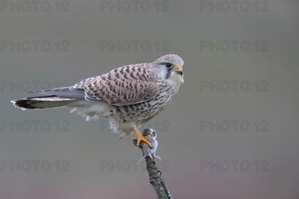 Common Kestrel (Falco tinnunculus) female perched on a branch with a captured mouse in its claws,