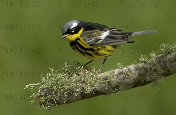 Magnolia Warbler (Setophaga magnolia), Texas, USA