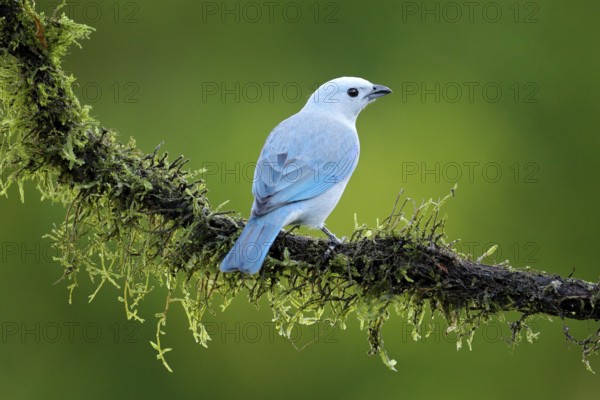 Blue-gray tanager on mossy branch in green vegetation with yellow flowers.. Light blue bird from