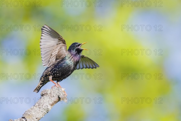 Gemeiner Star, Sturnus vulgaris Common Starling Sturnus vulgaris