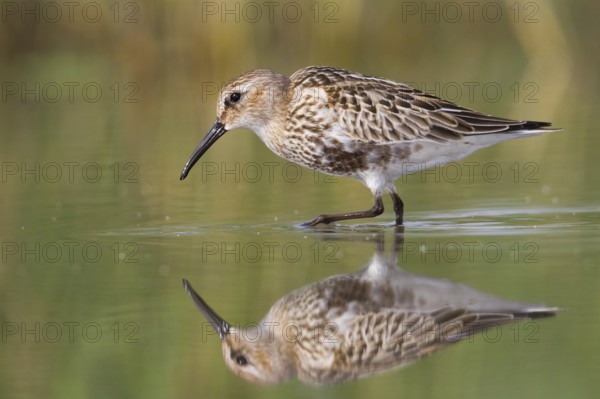 Dunlin (Calidris alpina), Vorarlberg, Austria