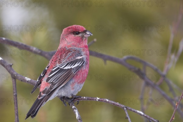 Pine Grosbeak - Hakengimpel - Pinicola enucleator, Finland, adult male