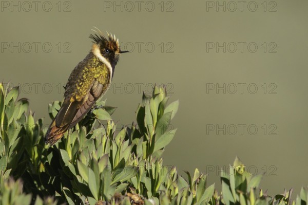 Buffy Helmetcrest (Oxypogon stuebelii) perched on a branch in the mountains of Colombia, South