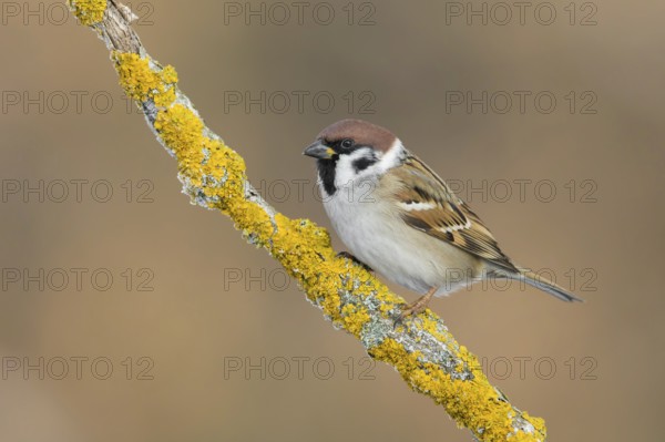 Eurasian Tree Sparrow (Passer montanus) perched on a lichen branch, Poland