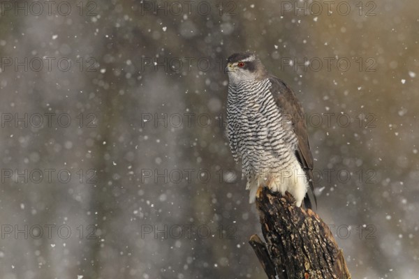 Northern Goshawk (Accipiter gentilis) female, Baden-Wuerttemberg, Germany