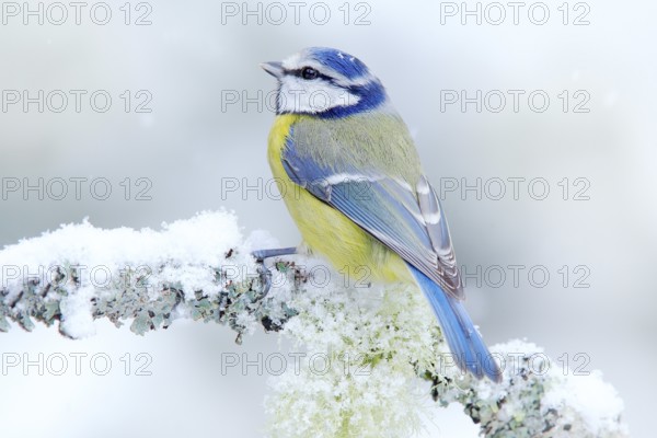 Bird Blue Tit in forest, snowflakes and nice lichen branch. Wildlife scene from nature. Detail