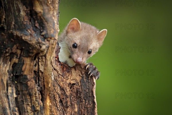 Beech marten, Martes foina, with clear green background. Small predator sitting on the tree trunk