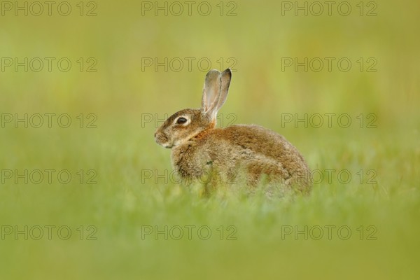 Cute rabbit with flower dandelion sitting in grass. Animal in nature habitat, life in the meadow,