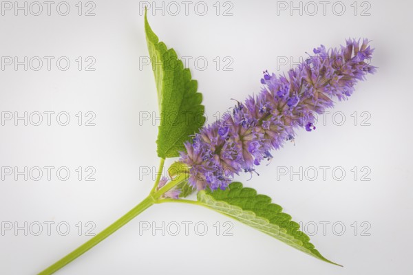 Spanish mint (Mentha spicata ssp hispanica), inflorescence with green leaves against a white