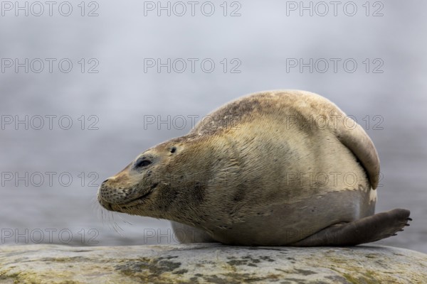 Harbour seal (Phoca vitulina) lying on a stone in the water, Mammals (Mammalia), Gravnesodden,