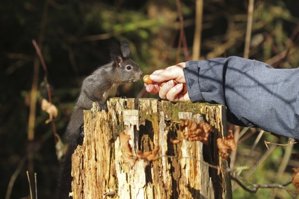 Squirrel (Sciurus) takes hazelnut from human hand, Allgäu, Bavaria, Germany, Allgäu, Bavaria,