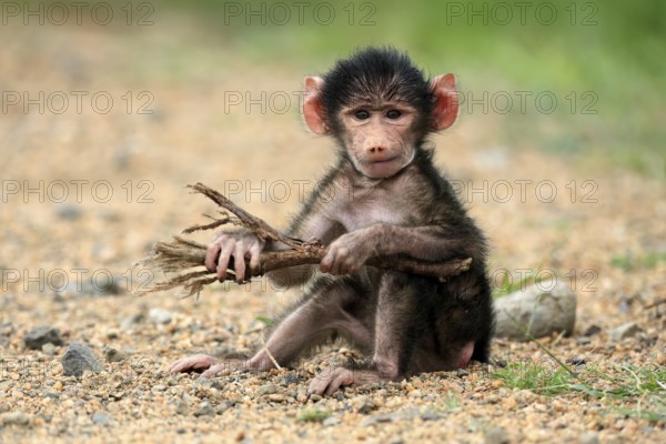 Bear baboon, chacma baboon (Papio ursinus), young, baby, sitting on ground, fragile, foraging,