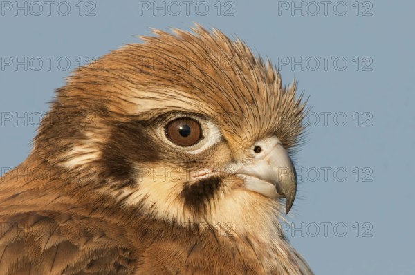 Brown Falcon (Falco berigora), Victoria, Australia