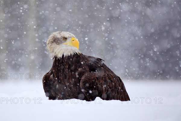 Bald Eagle, Haliaeetus leucocephalus, portrait of brown bird of prey with white head, yellow bill.