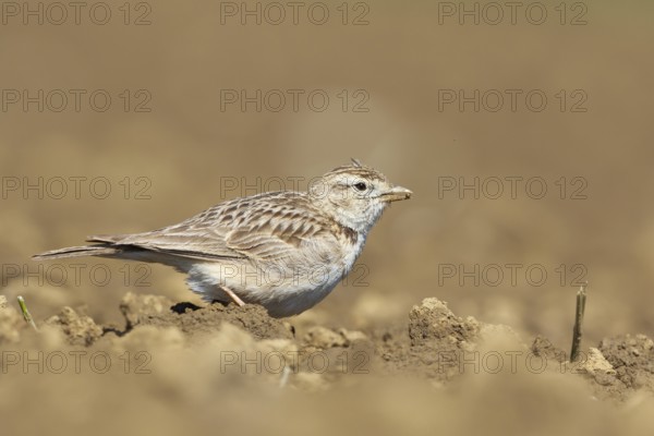 Greater Short-toed Lark (Calandrella brachydactyla), Podhum, Croatia