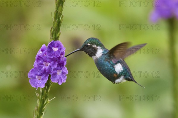 Little Woodstar (Chaetocercus bombus) male flying and feeding at a flower, Ecuador