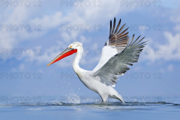 Bird in the water. Dalmatian pelican, Pelecanus crispus, landing in Lake Kerkini, Greece. Pelican