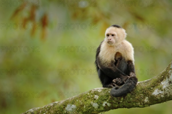 Wildlife of Costa Rica. Travel holiday in Central America. White-headed Capuchin, black monkey