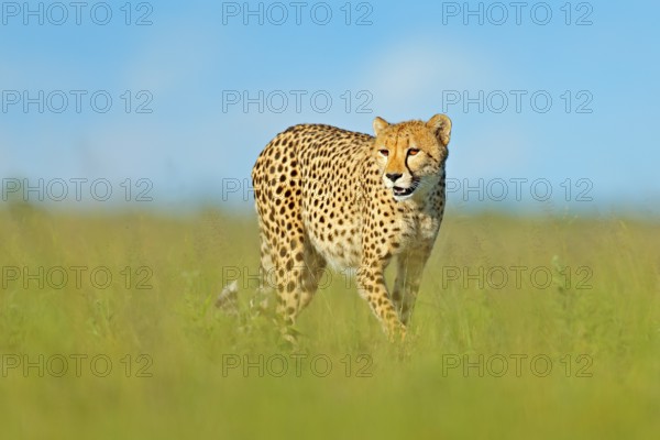 Cheetah, Acinonyx jubatus, walking wild cat. Fastest mammal on the land, Botswana, Africa. Cheetah