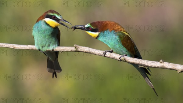 European Bee-eater (Merops apiaster) pair displaying, presentation of an insect as bridal gift,