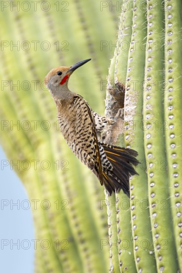 Gilded Flicker (Colaptes chrysoides) male at nest hole in Saguaro cactus (Carnegiea gigantea),