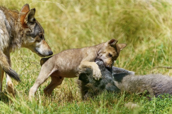 A wolf pup playfully interacts with a lying wolf in a meadow, Timberwolf, wolf, American wolf,