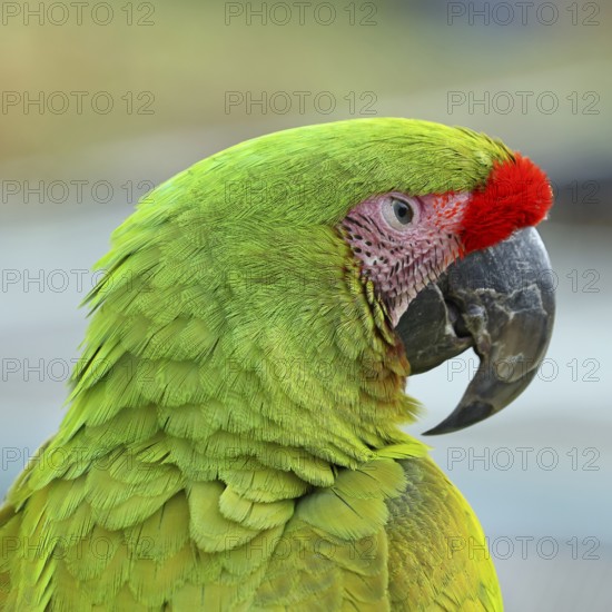Great green macaw (Ara ambigua), animal portrait, captive, occurrence in South America, Hesse,