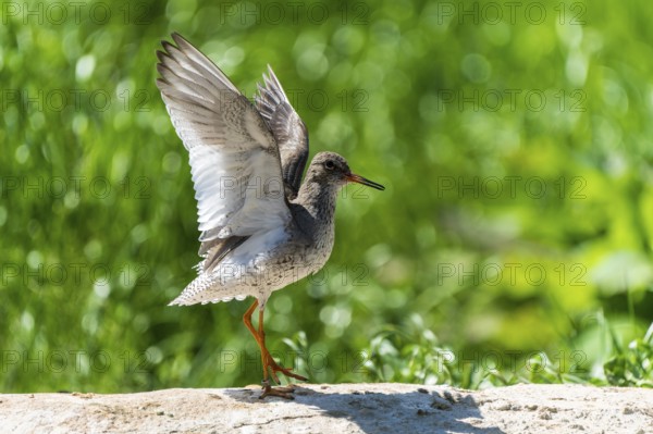 A bird with outstretched wings stands on a stone in the greenery, Redshank, (Tringa totanus),