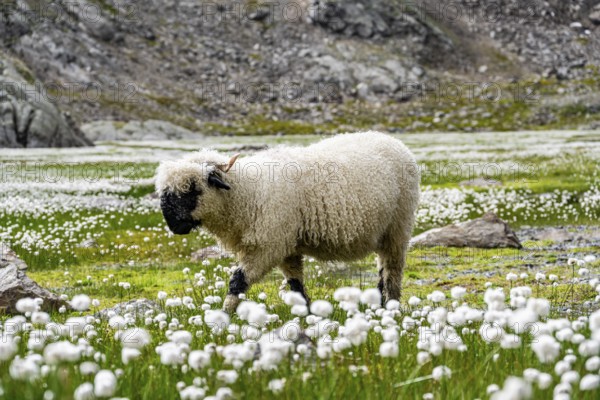 Valais Blacknose sheep (Ovis gmelini aries), in meadow with flowering white cotton grass, high