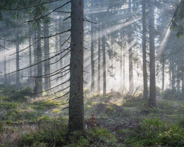 Natural spruce forest with morning fog, sunbeams break through the fog, at the Dreisesselberg,