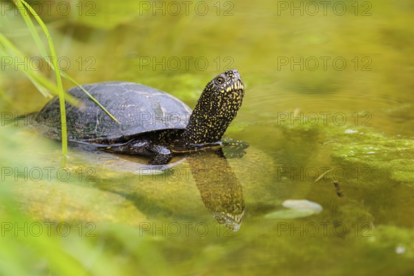 A European pond turtle (Emys orbicularis) rests in shallow water on a stone lying in the pond,