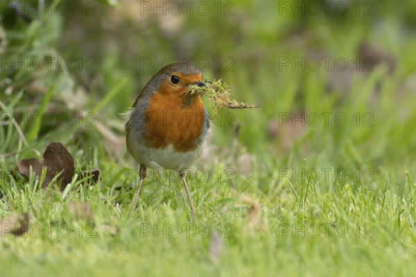 European robin (Erithacus rubecula) adult bird in an urban garden with nesting material in its beak