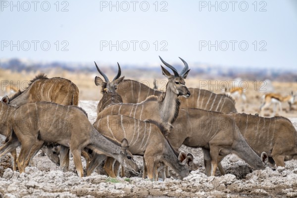 Greater kudu (Tragelaphus strepsiceros), herd, drinking at waterhole, Nxai Pan National Park,