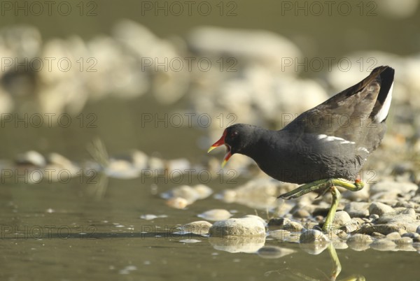 Green-footed moorhen (Gallinula chloropus) adult bird chasing off rivals in a gravel pit, Allgäu,