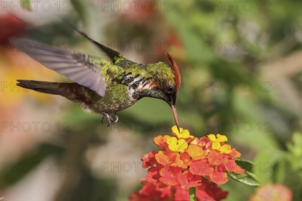 Frilled Coquette (Lophornis magnificus) flying and feeding at a flower in the Atlantic rainforest