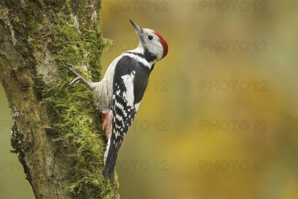 Middle Spotted Woodpecker (Dendrocoptes medius), Rhineland-Palatinate, Germany