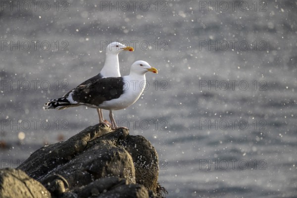 Great Black-backed Gull (Larus marinus) perched on a rock in water, Norway