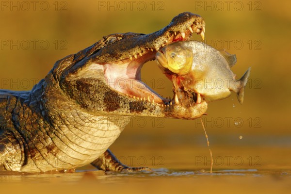 Caiman with piranha. Crocodile catch fish in river water, evening lightr. Yacare Caiman, crocodile
