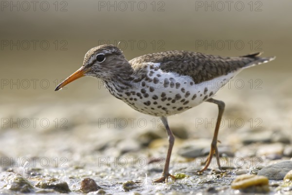 Spotted Sandpiper (Actitis macularius) foraging, North Rhine-Westphalia, Germany
