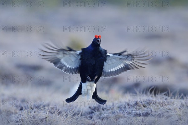 Black grouse on the pine tree. Nice bird Grouse, Tetrao tetrix, in marshland, Russia. Spring mating